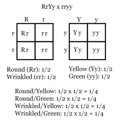 Dihybrid punnett square practice problems