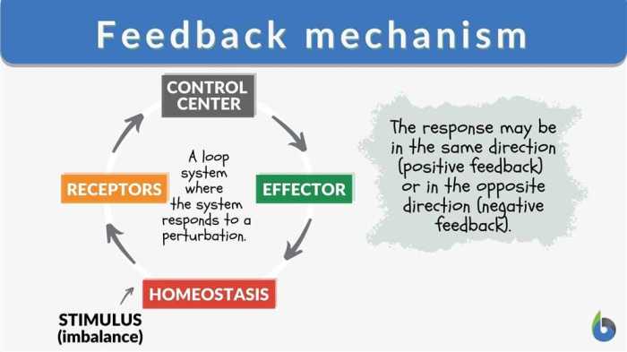 Feedback mechanisms pogil answer key