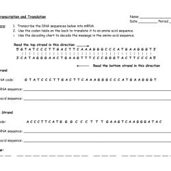 Translation and transcription worksheet answer key