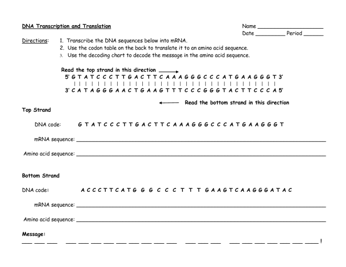 Translation and transcription worksheet answer key