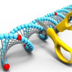 Dna scissors introduction to restriction enzymes