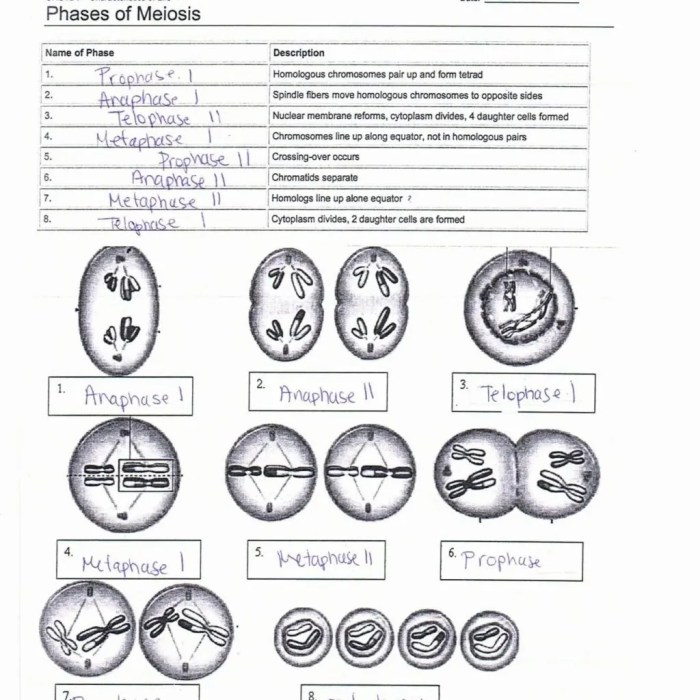 Cells alive meiosis phase worksheet answer key