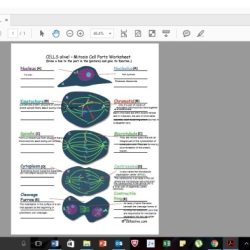 Cells alive meiosis phase worksheet answer key